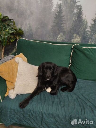 Русский спаниель