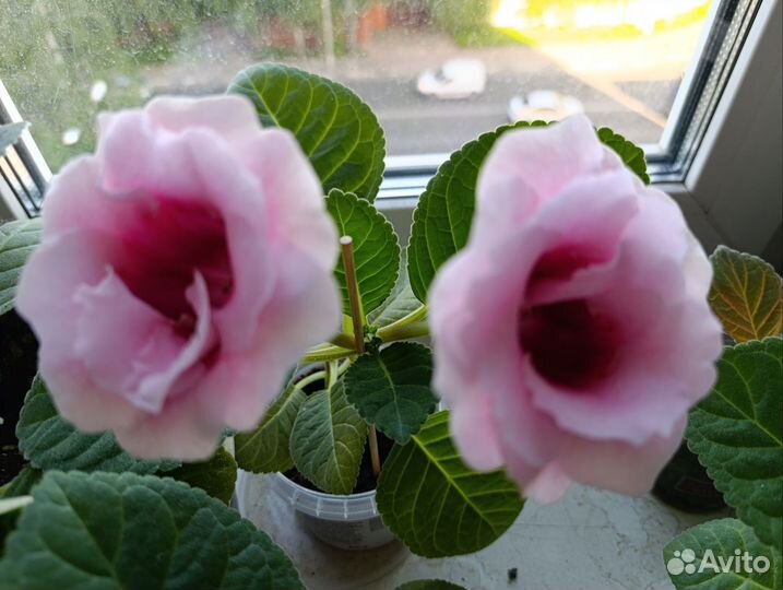 Глоксиния Комнатные цветы