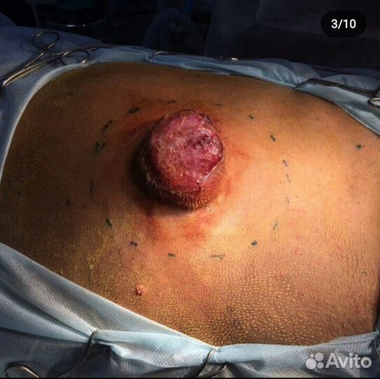 On-line консультация по лечению собак и кошек