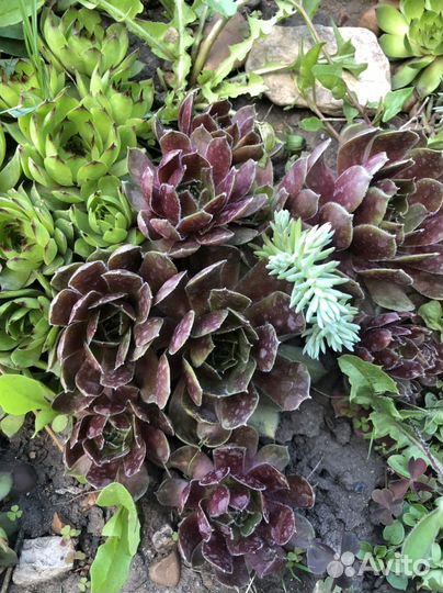 Молодило, каменная роза