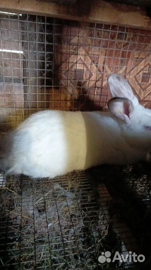 Кролики мясных пород