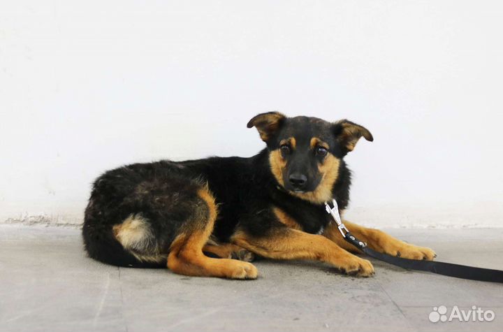 Щенок овчаровидного типа