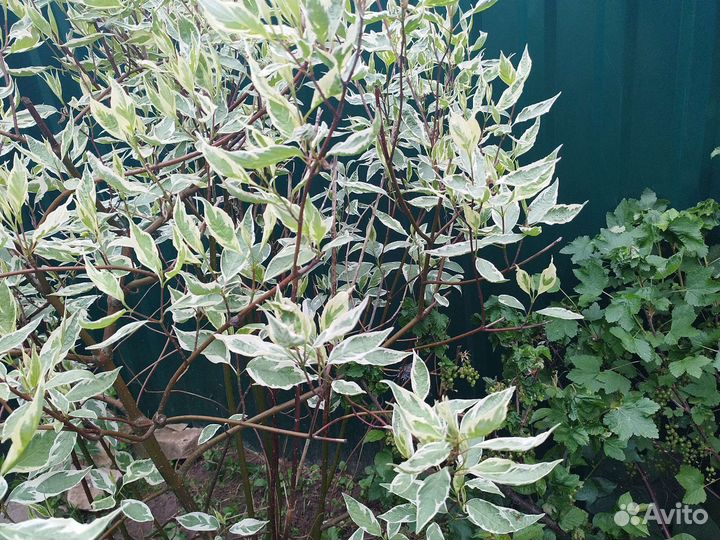 Растения для сада и дачи