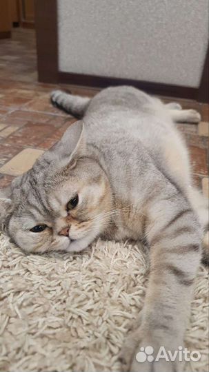 Шотландский кот