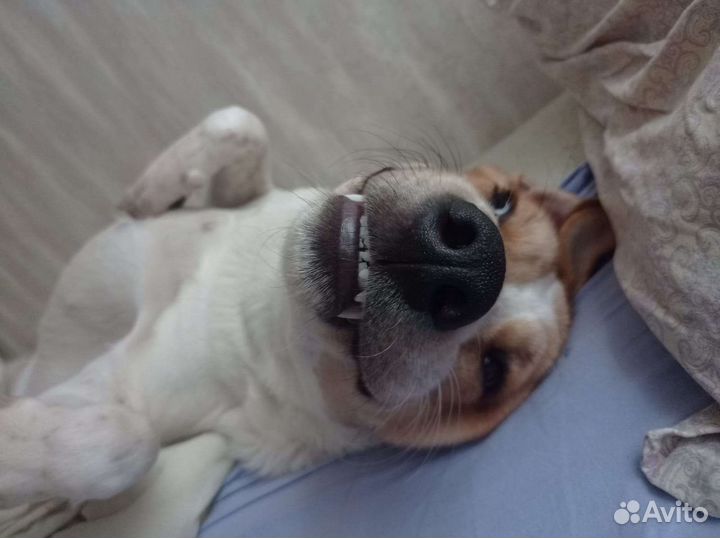 Собака для вязки