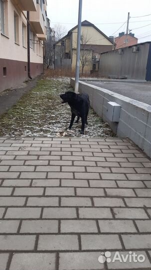 Лабрадор потеряшка