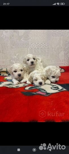 Бишен фризе