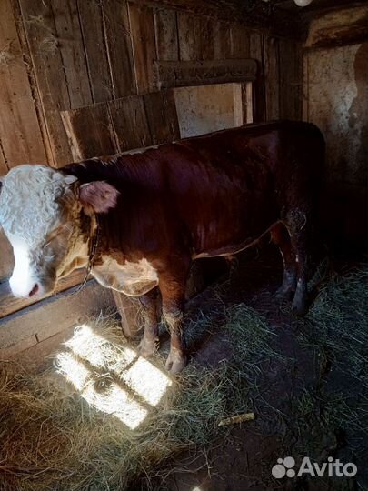 Быки и телки