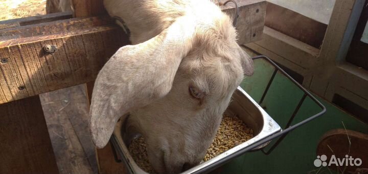 Англо нубийский козлик