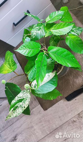 Фикусы сортовые