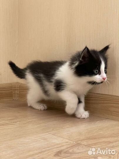 Ласковый котенок в добрые руки