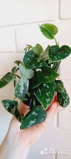 Сциндапсус Сильвер Энн / Scindapsus Silver Ann