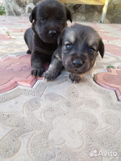 Щенки бесплатно