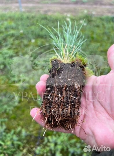 Сеянцы Лиственницы Сибирской с зкс