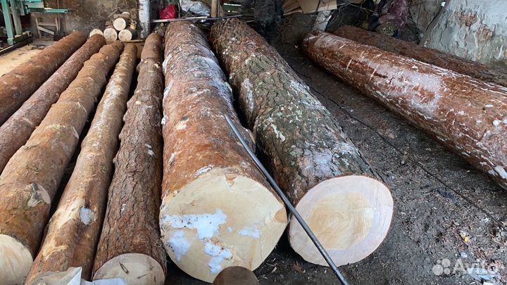 Лес кругляк