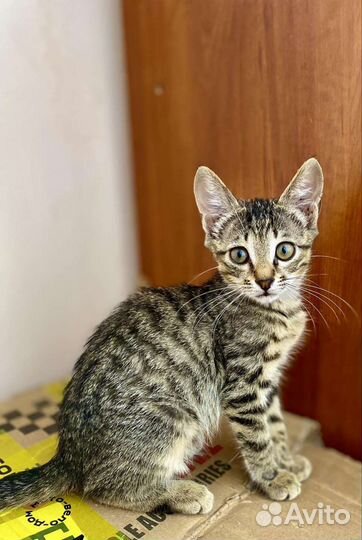 Котята бесплатно
