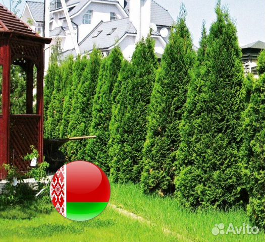 Туя для изгороди