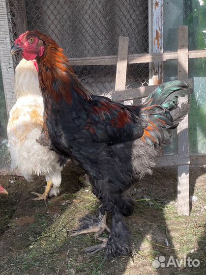 Петухи