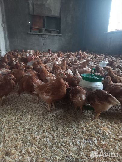 Куры молодки несушки Ломан Браун