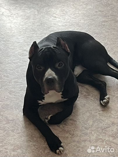 Питбуль вязка