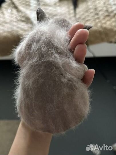 Донской сфинкс браш