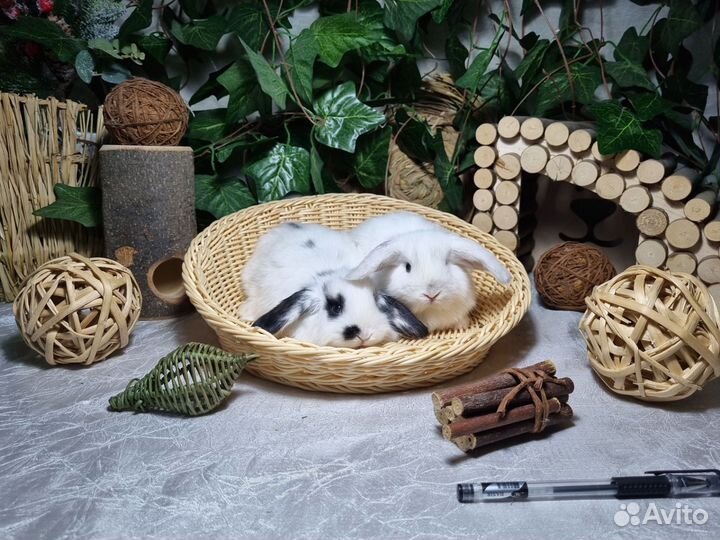 Декоративные вислоухие кролики Мини