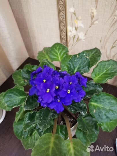 Фиалка Звёздное небо. Комнатное растение