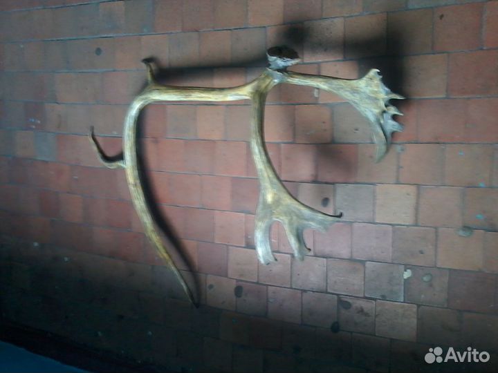 Продам рога