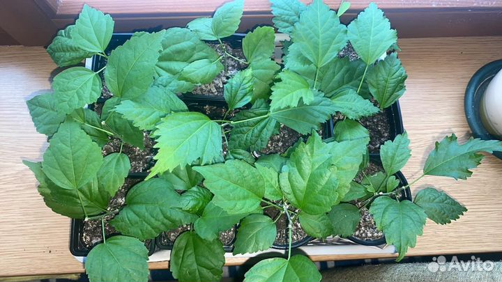 Манго дюшес