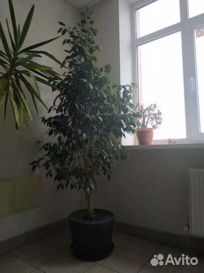 Фикус бенджамина