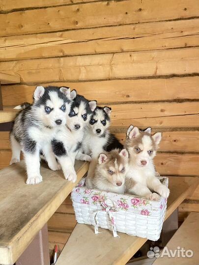 Щенки сибирской хаски