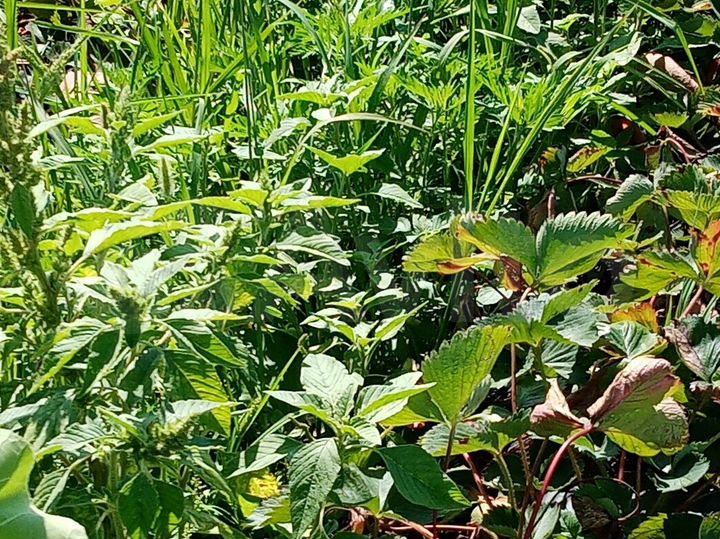 Участок 6,56 га (СНТ, ДНП)