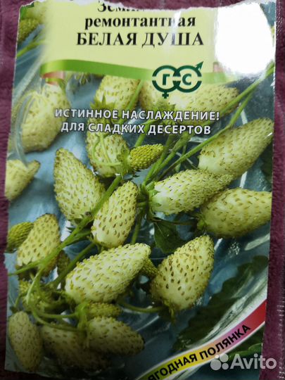 Ремонтантная земляника