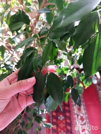 Фикус бенджамина большой