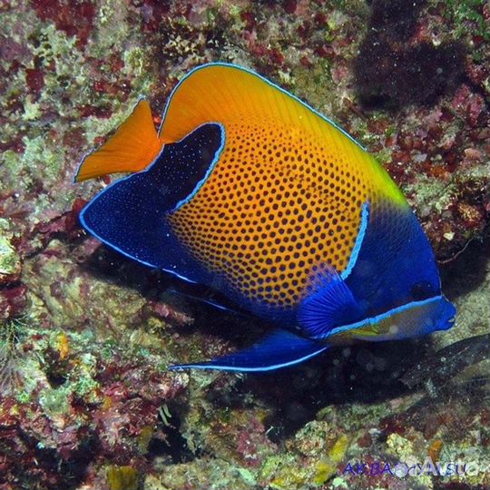 Морская рыба в аквариум