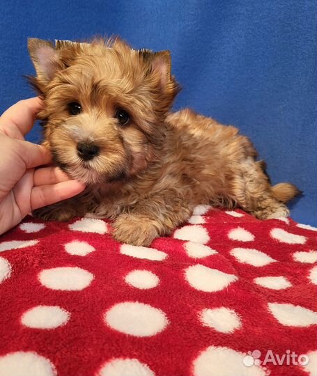 Рыжий яркий щенок йорк русская салонная