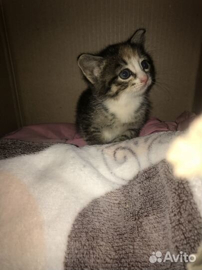 Котёнок шпротёнок в самые добрые руки