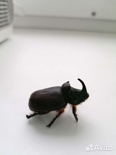 Жук-носорог засушенный