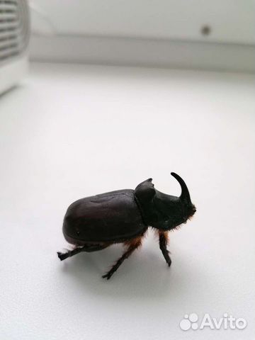 Жук-носорог засушенный