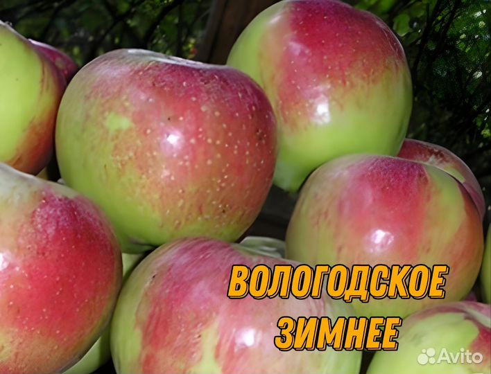 Саженцы яблони