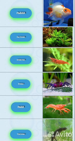 Много аквариумных рыб в магазине