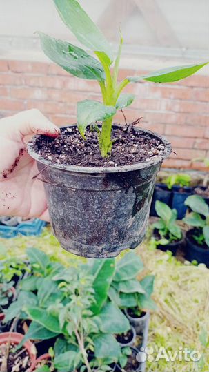 Бананы декоративные и съедобные и большие цветущие