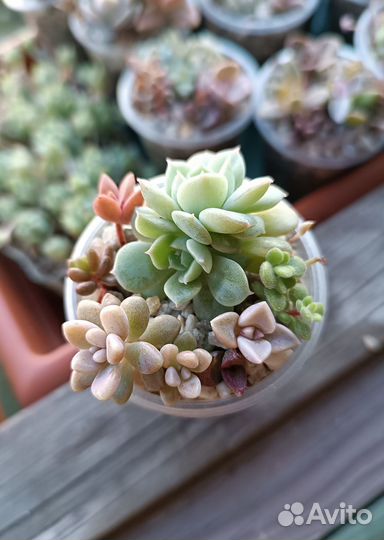 Суккуленты 5