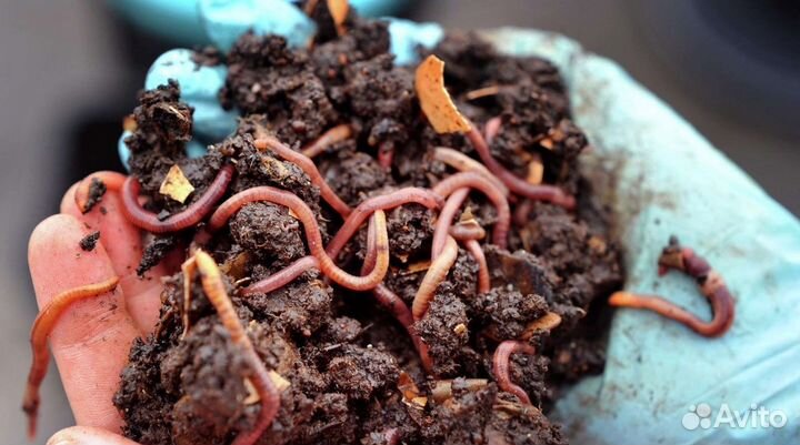 Калифорнийские дождевые черви