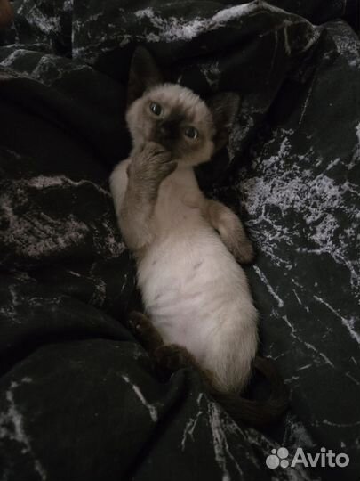 Отдам в добрые руки котенка