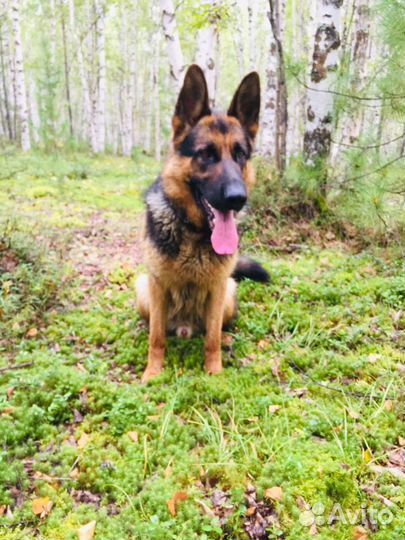 Немецкая овчарка