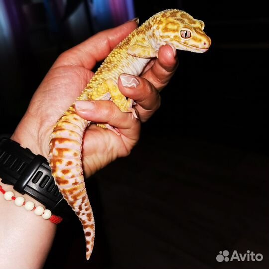 Геккон эублефар