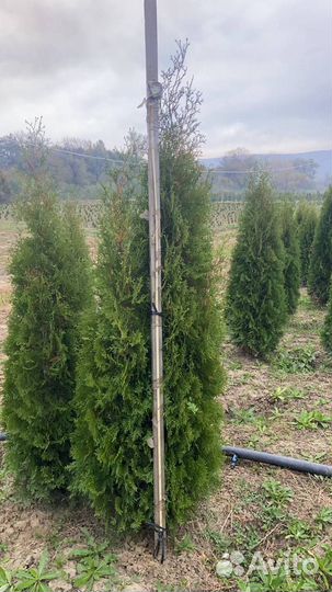 Туя Колумна