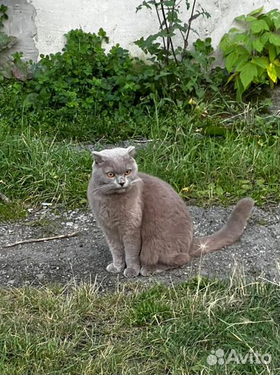 Котик(кошечка) очень ищет дом