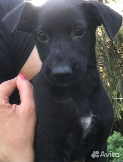 Собака в добрые руки щенок